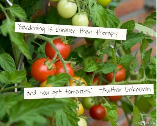 quote_no-4-tomatoes