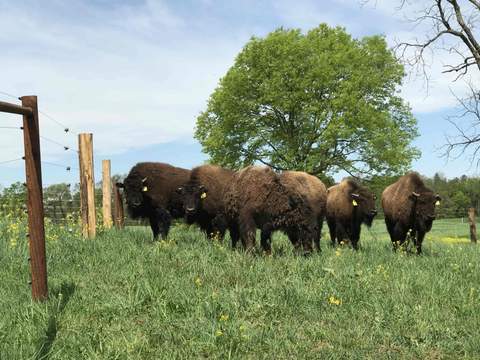 bison_herd_large
